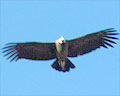 Condor planeando sobre el cielo, ave en Merlo San Luis