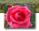 Flor Rosa Roja