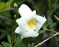 Flor Campanita blanca con centro amarillo de la región de Merlo San Luis