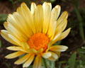 Flor silvestre de centro amarillo y pétalos blancos de la region de Merlo