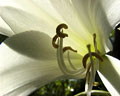 Flor blanca primer plano planta de la Serra de los Comechingones