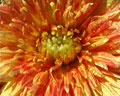 Imagen del centro de la flor con petalos amarillos naranja