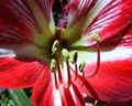 Flor roja con detalles en blanco partiendo del centro de la planta de Amarilis frecuente en la zona de las Sierras de los Comechingones