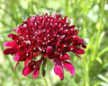 Flor silvestre de pétalos rojos pequeños de la región de Merlo San Luis