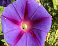 Flor violeta conlineas rojizas quesalen del centro de la planta Ipomea de la zona de Merlo San Luis