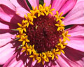 Flor de petalos rosados con centro rojo bordeado de amarillo de la planta Zinia, propia del Microclima de la región de Merlo