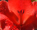 Centro de la flor roja del Gladiolo zona de Merlo San Luis