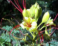 Pequeñas florcitas amaillas con filamentos rojos que sobresalen de la planta Lagaña de Perro de la región de Merlo San luis