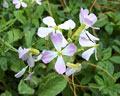 Pequeñas flores de 4 pétalos de color lila de la planta del Nabo