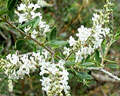 Conjunto de pequennas flores blancas de la plnat de Poleo de la reion de Merlo San Luis