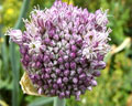 Flor de color lila y blanco, planta de de puerro de la región de la Sierra de los Comechingones