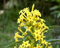 Conjunto de pequeñas flores amarillas de la planta Romerillo de la región de las Sierras en Merlo