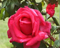 Rosa roja de la región de Merlo
