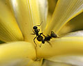 imagen lateral y superior de dos hormigas en una flor de Lirio