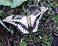Vista superior de una Mariposa blanca con detalles negros con puntitos de colores, con sus alas desplegadas posada sobre la hierva