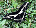 Vista superior de Mariposa negra con detalles blancos con sus alas desplegadas, posada sobre una planta