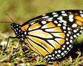 Vista Lateral de mariposa amarilla y negra, propia del Microclima de Merlo San Luis