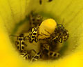 Paquitas en el centro de una flor amarilla de zapallo