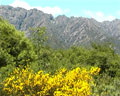 Flores amarillas y vegetación, atras el filo de la Sierra