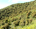 Ladera de la Sierra cubierta con vegetación autóctona de los Comechingones