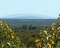 Vista de las Sierras al Valle con flores amarillas en primer plano Merlo San Luis