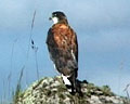 Imagen de un Águila Mora de espaldas sobre una roca