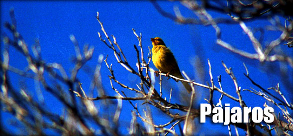 Título de página: Pájaros: Imagen de una ave pequeña de pecho amarillo en una rama contra el cielo azul Merlo San Luis