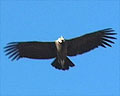 Condor ave de Merlo planeando con las las extendidas sobre el cielo azul