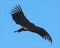 Vista lateral del Condor volando con las alas desplegadas sobre el cielo azul
